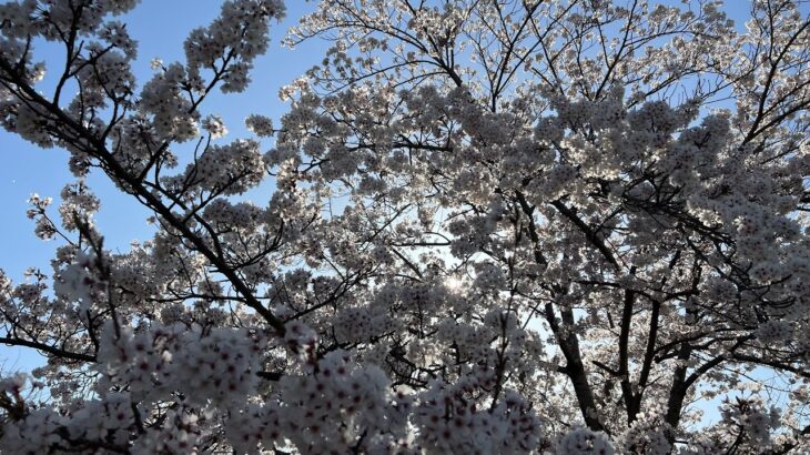 どこにでも咲いているなんでもない風景だがそんな桜を私たちは愛している