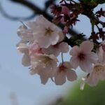 加茂町の桜風景！桜も終わりを迎えてますね編