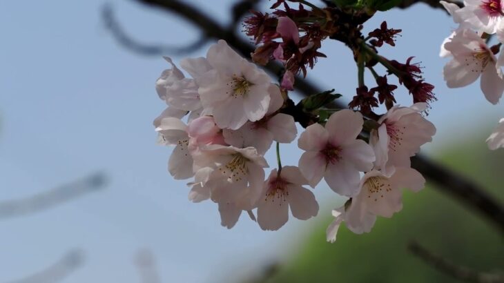 加茂町の桜風景！桜も終わりを迎えてますね編