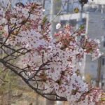 列車と桜風景