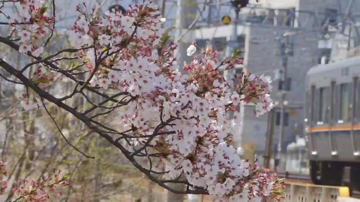 列車と桜風景