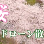 ドローン散歩～桜～