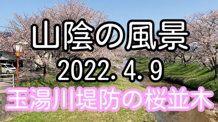 山陰の風景 島根県松江市 玉湯川堤防の桜並木