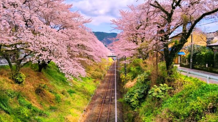 神奈川県山北の桜トンネル🌸と御殿場線 鉄道風景動画 #山北町 #桜 #さくら #御殿場線 #鉄道風景