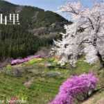 花の山里Ⅱ 桜とツツジが彩る 東秩父白石地区の花風景