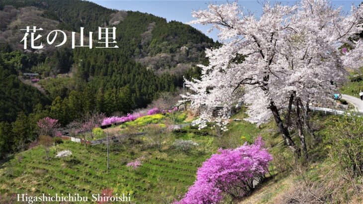 花の山里Ⅱ 桜とツツジが彩る 東秩父白石地区の花風景