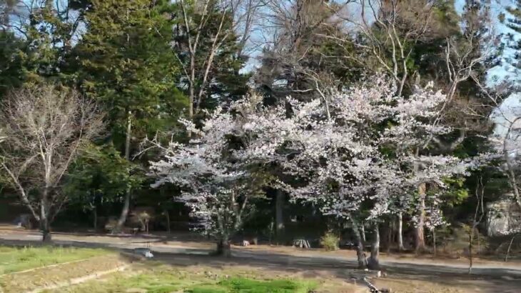 万平桜並木と上空からの風景