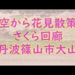 【ドローン空撮】さくら回廊～空から花見散策（丹波篠山市大山）