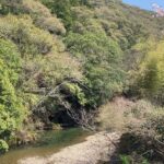 黒潮町蜷川と桜の風景