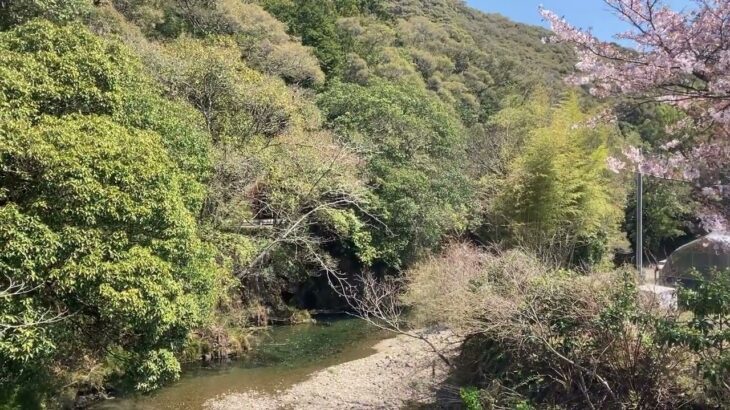 黒潮町蜷川と桜の風景