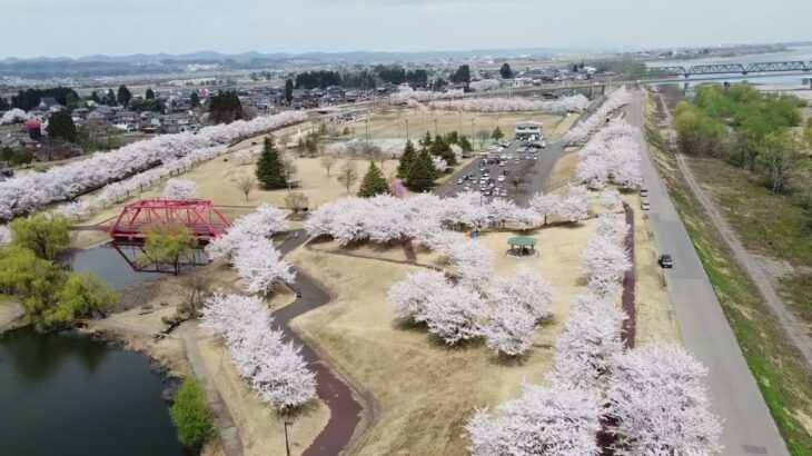 ドローンから見る越路河川公園の桜