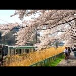 【鉄道風景】東北本線から眺める一目千本桜　オンライン花見
