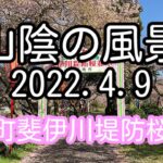 山陰の風景 島根県雲南市 斐伊川堤防桜並木