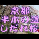 京都の半木(なからぎ)の道のしだれ桜