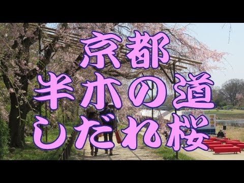 京都の半木(なからぎ)の道のしだれ桜