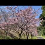 【桜】癒し/鳥の声/自然風景