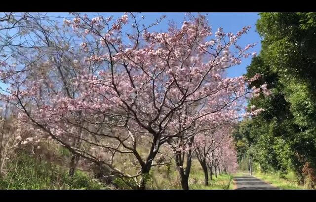 【桜】癒し/鳥の声/自然風景