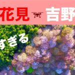 【お花見吉野山】美しすぎる　ドローン空撮