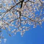 🌸桜のある風景🌸　快晴　無音