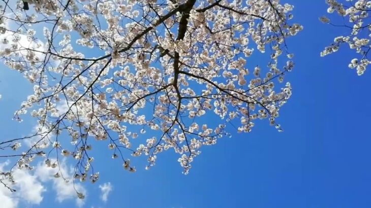 🌸桜のある風景🌸　快晴　無音