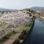 佐賀の風景　第４１弾　『桜～多布施川の桜～』