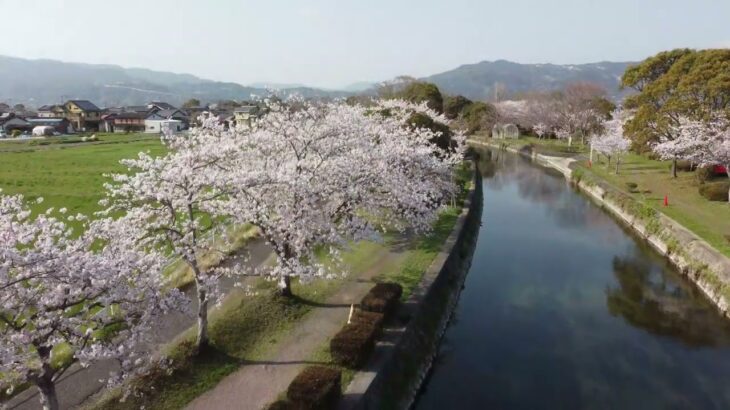佐賀の風景　第４１弾　『桜～多布施川の桜～』