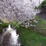 桜×ドローン