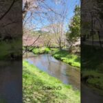 【故郷の風景】富士山の麓、忍野村新名庄川、八海橋からの桜吹雪の風景