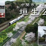 ＃オンラインお花見　【桜の名所】福岡県中間市　垣生公園