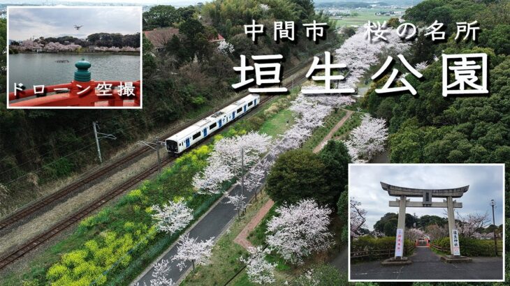 ＃オンラインお花見　【桜の名所】福岡県中間市　垣生公園