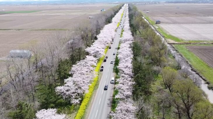 桜と菜の花ロード　ドローン空撮