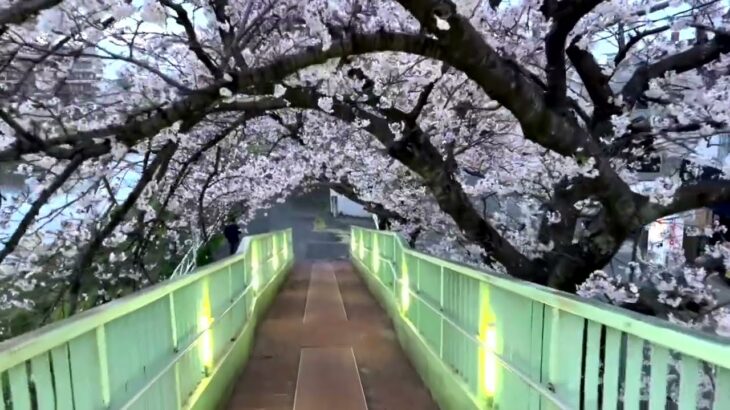 桜（馬込川 春の風景）