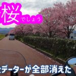 今の季節は桜でしょう　ショートvr