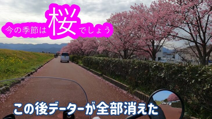 今の季節は桜でしょう　ショートvr