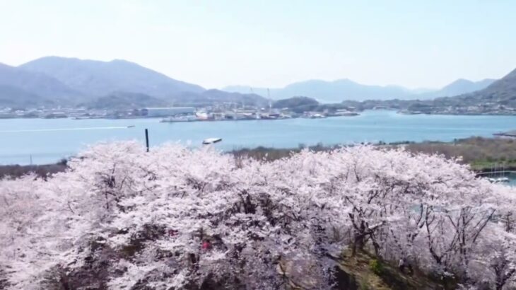 桜xドローン in 佐木島