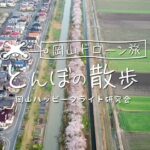 岡山ドローン旅 とんぼの散歩 005宮川堤の桜並木2020
