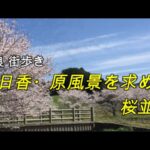 奈良 街歩き 198 　明日香・原風景を求めて　桜並木