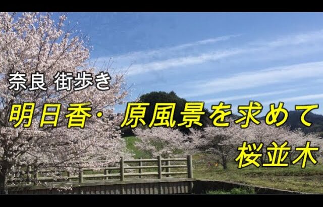 奈良 街歩き 198 　明日香・原風景を求めて　桜並木