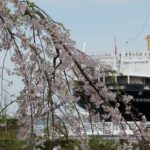 【公式】みなとエリア2022春　花風景「サクラ」