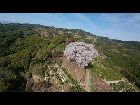 天保古山の平家一本桜（2022：ドローン撮影）