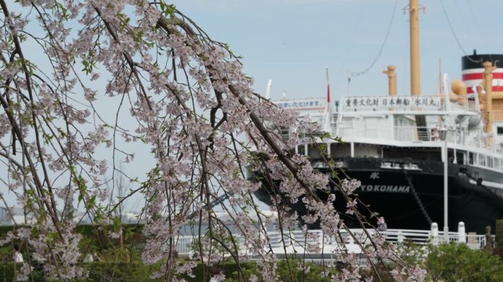 【公式】みなとエリア2022春　花風景「サクラ」