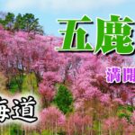 【北海道湧別町 五鹿山（ごかざん）の桜】ドローン撮影 2022.4.30
