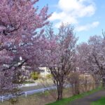 札幌の桜と春の風景🌸 春の北海道、最終日🌸 #手稲 #札幌 #北海道 春の北海道🌸 ㉝ #2022年4月27日