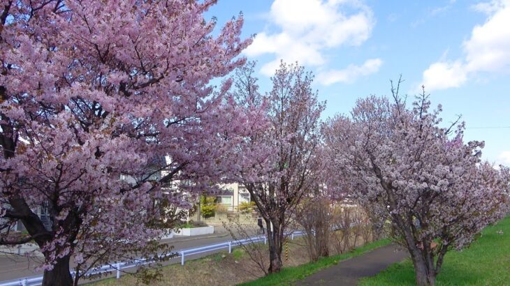 札幌の桜と春の風景🌸 春の北海道、最終日🌸 #手稲 #札幌 #北海道 春の北海道🌸 ㉝ #2022年4月27日