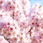 【オオゼキ】ドローン撮影 桜 220523