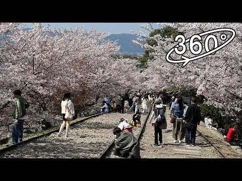 360° VR / 京都・蹴上インクラインの桜（桜吹雪）/ A shower of cherry blossoms, Kyoto, Japan