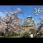 360° VR – Sakura (Cherry Blossoms) in a Park near Osaka Castle /大阪城・西の丸庭園、桜