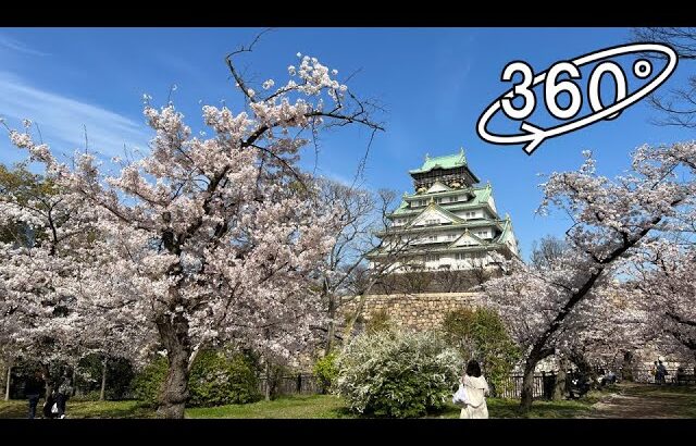 360° VR – Sakura (Cherry Blossoms) in a Park near Osaka Castle /大阪城・西の丸庭園、桜