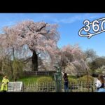 360 VR video – Kyoto Sakura and Shrine / 京都・円山公園の桜、八坂神社
