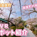 由良町桜スポット紹介360°VR観光ツアー【和歌山県由良町】Yura-cho cherry tree spot tour